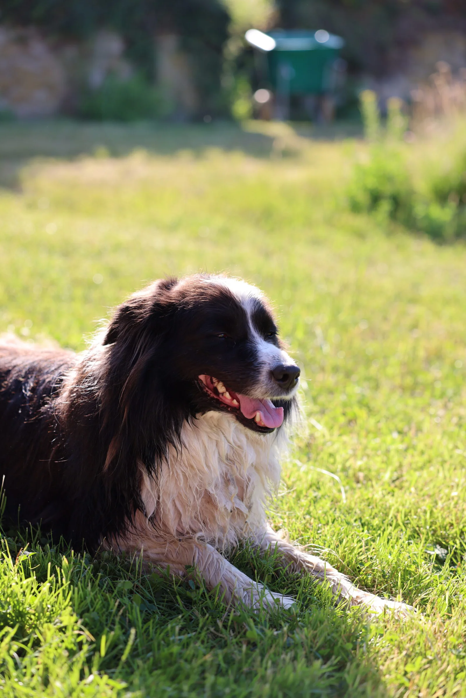 Max - Le Chien Veilleur